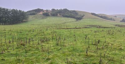 Dead Cali thistles in Autumn